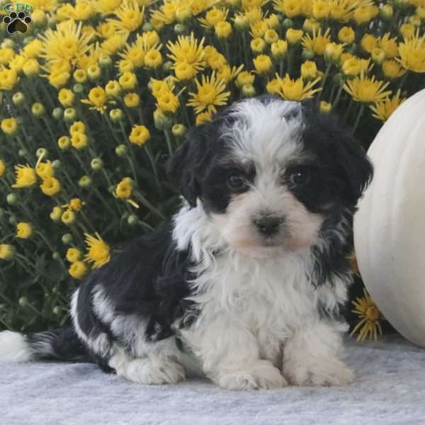 Porter, Havachon Puppy